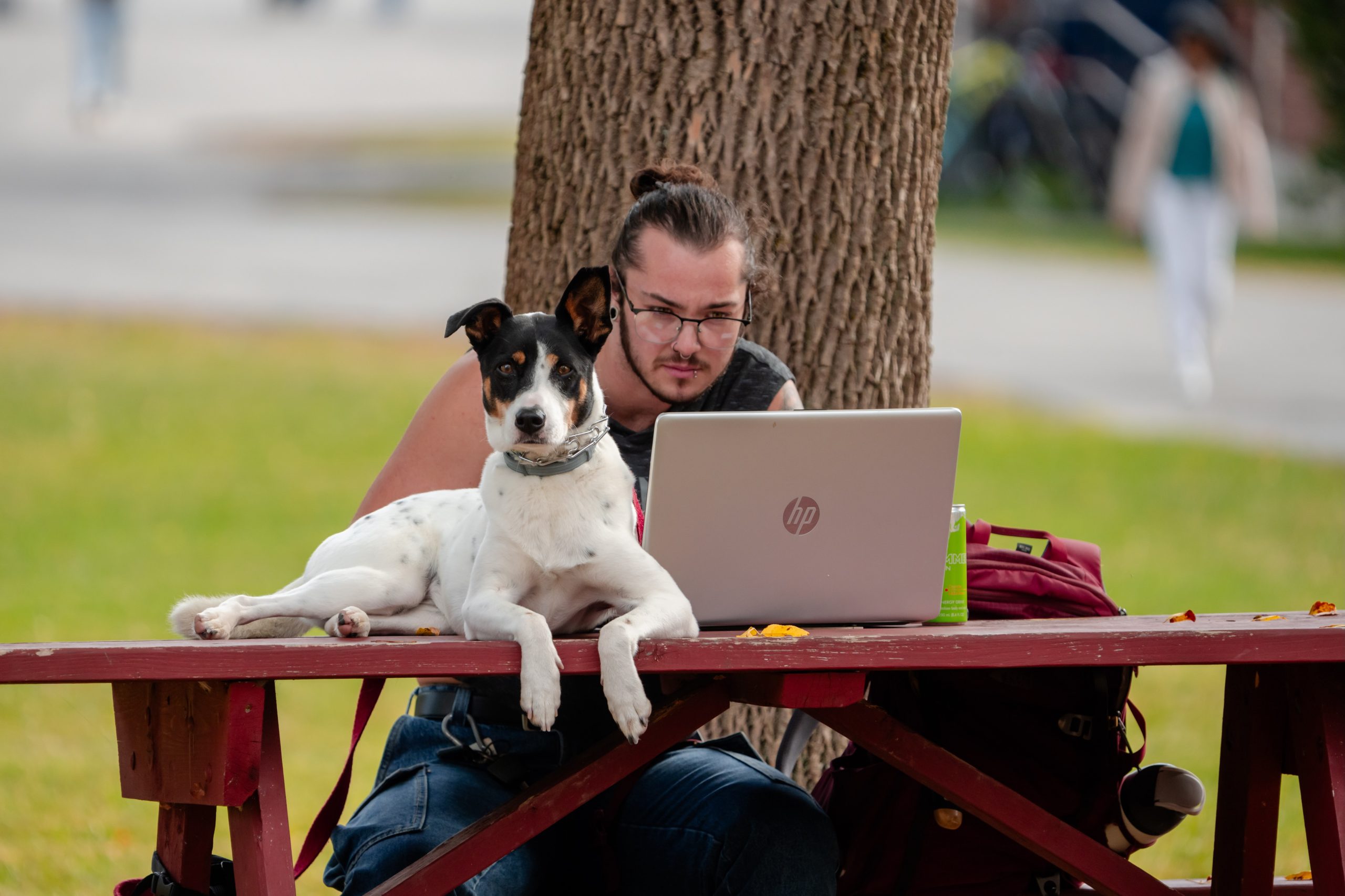 Student and dog looking at a laptop. 